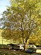 Campingplads Hirzberg in Freiburg / Schwarzwald: Camp, campingpladser i Freiburg im Breisgau – Pensionhotel - Campingpladser. HER.