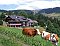 Hotel Sonnenalm Todtnau / Todtnauberg