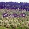 Overnatning Pensionat Wandersruh Lautenbach / Sohlberg